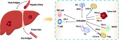 Immune Checkpoint Inhibitors in Hepatocellular Carcinoma: Current Progresses and Challenges